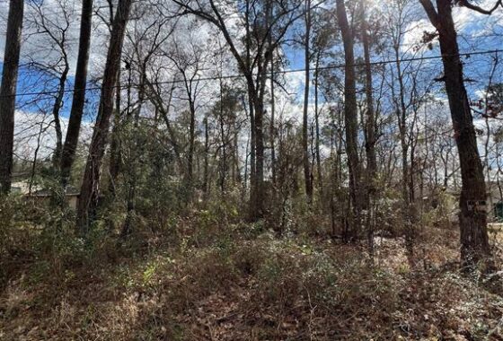 5688164 000 tanglewood